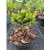 ZLOTA KULECZKA Swiek pospolity Goldnugget Kod producenta Picea abies Goldnugget C1 5