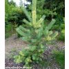 MAGIA BARW Sosna pospolita Greg s Variegated Kod producenta Pinus sylvestris Greg s Variegated C3