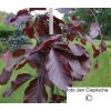 Fagus Sylvatica Purpurea Pendula(1)