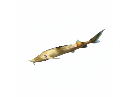 jeseter malý albín