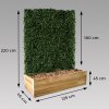Hedera Helix živý predpestovaný brečtanový panel so šírkou 120 cm (3)