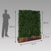 Hedera Helix živý predpestovaný brečtanový panel so šírkou 120 cm (4)
