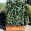 Hedera Helix živý predpestovaný brečtanový panel so šírkou 120 cm (5)