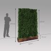 Hedera Helix živý predpestovaný brečtanový panel so šírkou 120 cm (2)