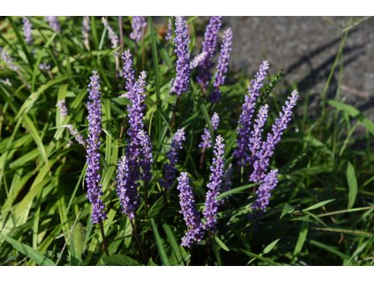 liriope