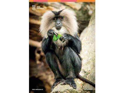 pohlednice makak lví