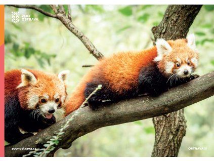 pohlednice panda červená