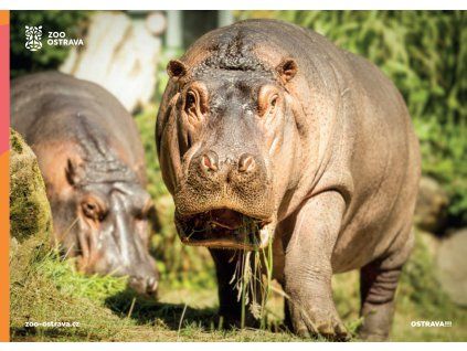 pohlednice hroch obojživelný