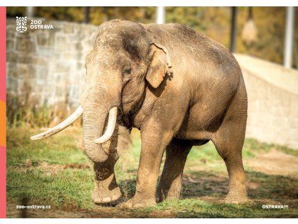 pohlednice slon indický