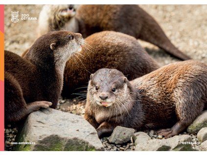 pohlednice vydra malá