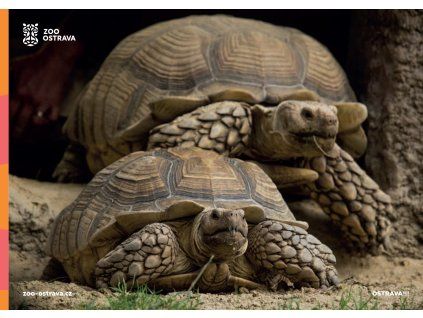 pohlednice želva ostruhatá
