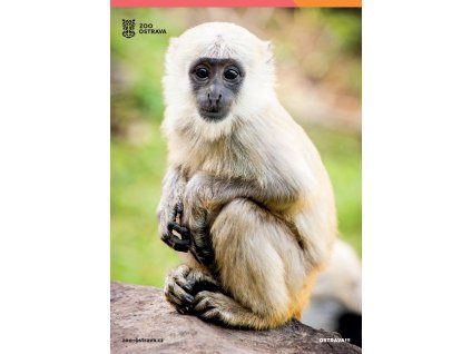 pohlednice hulman posvátný