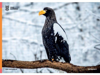 pohlednice orel východní