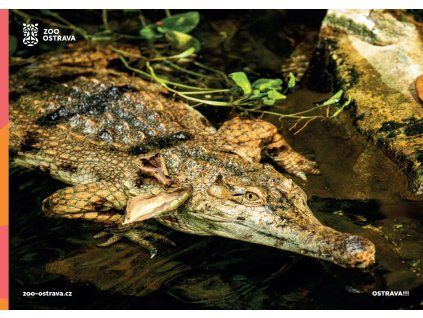 pohlednice krokodýl štítnatý