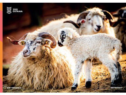 pohlednice ovce valaška