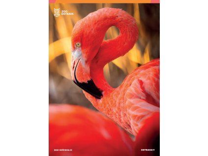 pohlednice plameňák kubánský