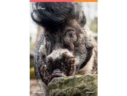 pohlednice prase visajánské