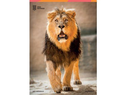 pohlednice lev indický