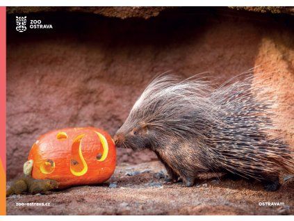 pohlednice dikobrazamangusta