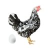 leghorn