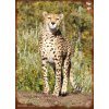 70x50V s okrajem gepard