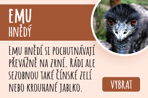 Emu hnědý