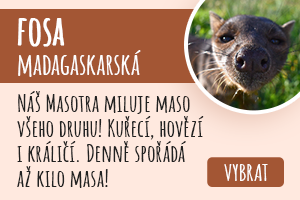 Fosa madagaskarská