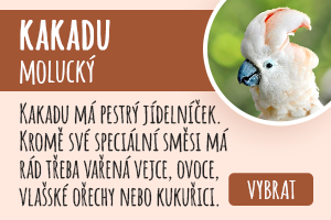 Kakadu molucký