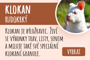 Klokan rudokrký