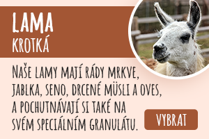 Lama krotká