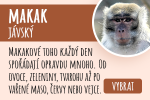 Makak jávský