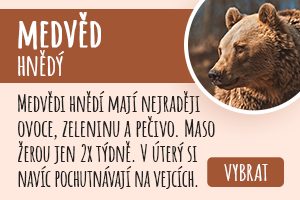 Medvěd hnědý