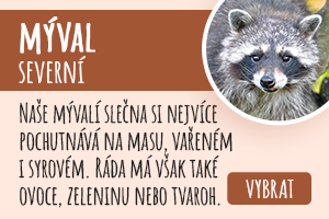 Mýval severní