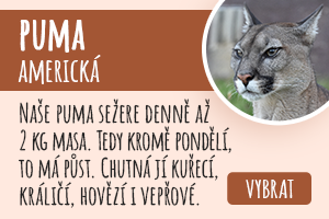 Puma americká