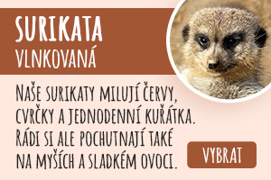 Surikata vlnkovaná