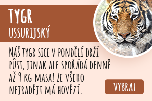 Tygr ussurijský