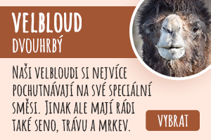 Velbloud dvouhrbý