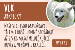 Vlk arktický