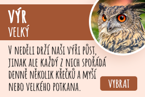 Výr velký