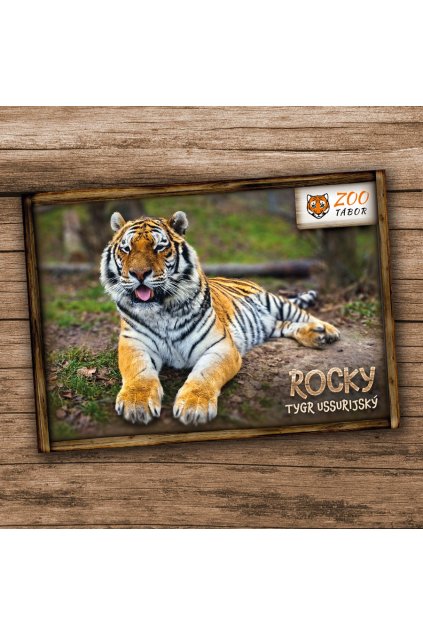 pohlednice n tygr 3