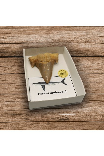 Fosilní žraločí zub v krabičce 1