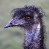emu