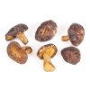 houby shiitake