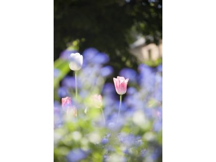 petrinske tulipany
