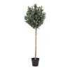 DEKORAČNÝ OLIVOVNÍK 150CM