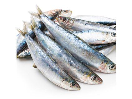 Sardine