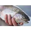 Trout handhold
