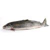 Wild sea trout Medium