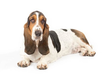basset lolol
