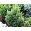 Abies lasiocarpa Green Globe - Jedle kulovitá